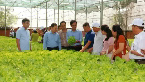 Hội Nông dân Quảng Ninh đến thăm vườn rau thủy canh đẹp bậc nhất TP.HCM