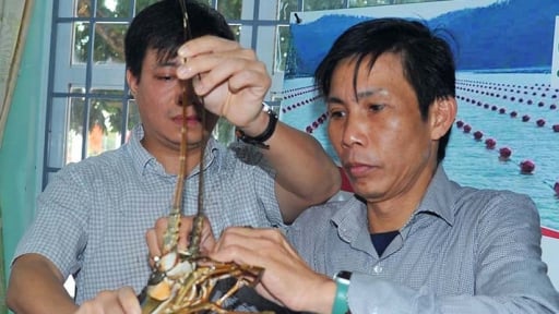 Trước giờ sáp nhập với tỉnh Đắk Lắk, một tập đoàn của Hàn Quốc muốn hợp tác nuôi loài tôm khổng lồ ở Phú Yên