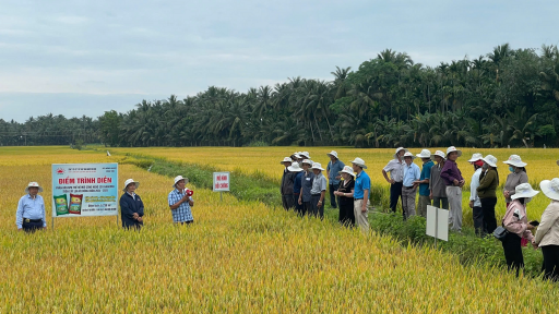 Giảm phân bón, nông dân miền Trung trồng lúa vẫn đạt năng suất cao và hiệu quả vượt trội