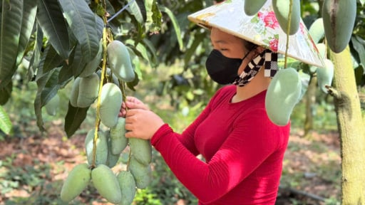 Trong 5 năm, tỉnh An Giang đã chuyển đổi 23.224ha đất lúa kém hiệu quả sang trồng rau, màu và cây ăn trái