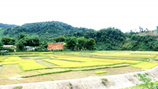 Cận cảnh, vụ gặt cuối cùng của nông dân miền núi Quảng Nam trước ngày sáp nhập Đà Nẵng