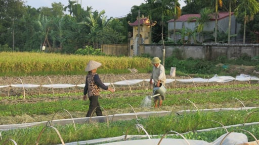 Chủ tịch UBND TP.Hải Phòng vừa chỉ đạo tạm dừng một việc liên quan đến chuyển mục đích sử dụng đất, ngay trước giờ sáp nhập với tỉnh Hải Dương