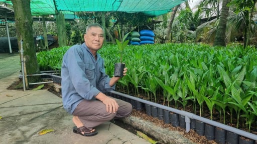Trồng loại cây cao vút, trái treo từng buồng, bán quả, bán cây giống, một nông dân Tiền Giang kiếm bộn tiền