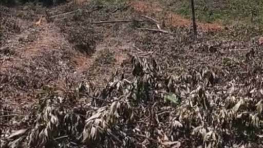Gần 1,3ha rừng phòng hộ ở Bình Định bị 'cạo trắng', Chủ tịch UBND huyện Phù Mỹ chỉ đạo làm rõ trách nhiệm 