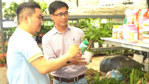 Phân bón nông nghiệp đô thị (bài 1): Từ thú vui “vác đất lên sân thượng” đến dùng đủ loại dinh dưỡng cho cây trồng