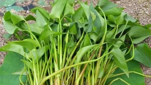 Chỉ có ở Việt Nam, loài rau trước chỉ là cỏ dại, chả ai thèm ngó ngàng nay lại thành hàng đặc sản 