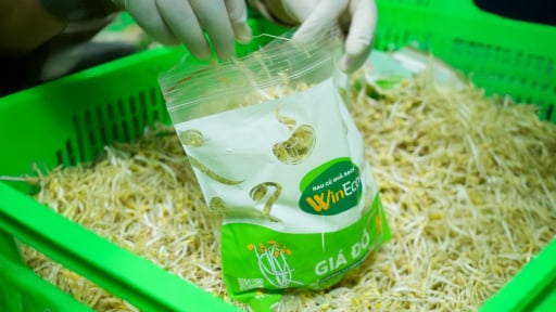 WinEco và hành trình chuẩn hóa giá đỗ sạch: Từ nhà kính công nghệ cao đến bữa ăn an toàn của người Việt 