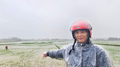Mưa lớn ở Quảng Bình: Hàng nghìn ha lúa mới gieo sạ ngập trong biển nước, nguy cơ phải gieo lại