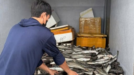 Mưa lũ khiến 32.000 con cá bớp, cá vược chết hàng loạt, người dân Quảng Trị tập trung “giải cứu”