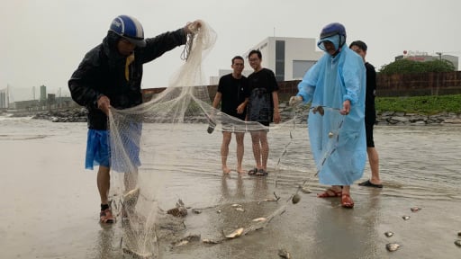 Hết mưa sau bão số 1, người dân Đà Nẵng ra cửa biển kéo cá thu tiền triệu