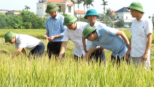 Hiệu quả từ đổi mới tư duy sản xuất lúa hàng hóa tại Thái Bình