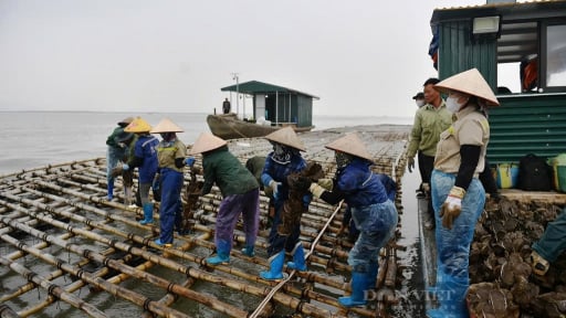 Sở Nông nghiệp và Môi trường Quảng Ninh: Tinh gọn bộ máy, tháo gỡ nhiều “nút thắt” cấp phép hoạt động nuôi trồng thủy, hải sản