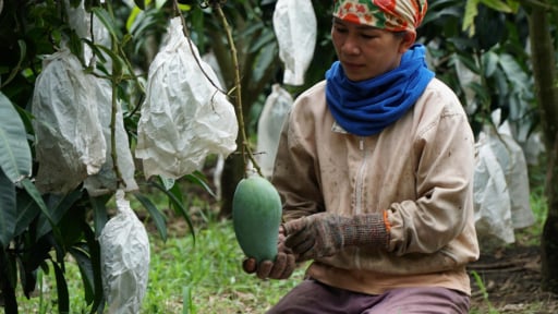 Xót xa nhìn những quả xoài được bao trái to, ngon nhưng bị thương lái ép giá chỉ còn 2.000 đồng/kg, người dân thủ phủ xoài Đắk Nông bỏ quả rụng đầy gốc