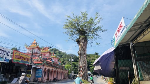 Chính thức tên tỉnh mới là An Giang, đây là nơi có cây cổ thụ kỳ lạ