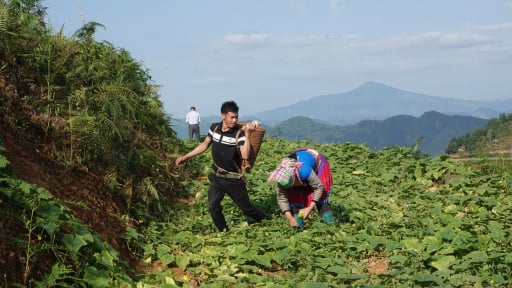 Trồng dưa bản địa, bà con người Mông ở Mù Cang Chải có thu nhập cao