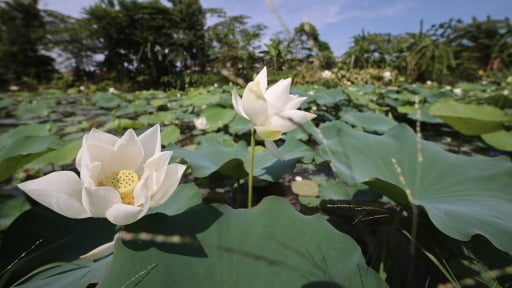 Đầm sen trắng có một không hai ở ngoại thành Hà Nội hút khách, chủ vườn thu tiền triệu mỗi ngày