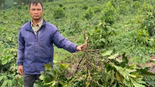 Một nông dân ở Lâm Đồng xót xa nhìn hàng chục hecta cà phê đang nuôi trái bị chặt phá không thương tiếc