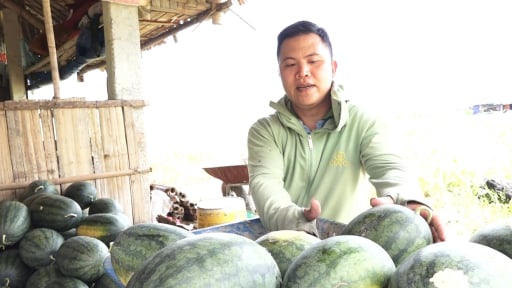 Ở xã có vùng đất lấn hồ ở Yên Bái, dân ra trồng thứ cây gì 'nhanh đẻ quả, mau nhả tiền'?