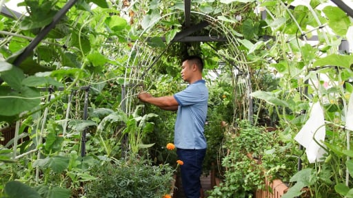 Kỹ sư Hà Nội làm vườn trên sân thượng, chỉ 100m2 mà có cá bơi, gà nhặt giun từ đất, rau xanh phủ khắp mặt sân