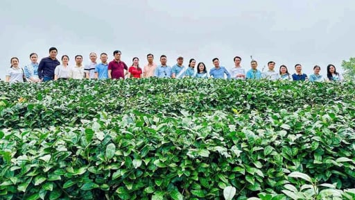Trung tâm Khuyến nông Hải Dương thực hiện nhiệm vụ đào tạo huấn luyện khuyến nông năm 2025