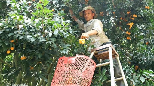 Tỉnh mới tên Đồng Nai sau sáp nhập Bình Phước, có vườn quả ngon vốn là đặc sản Vĩnh Long
