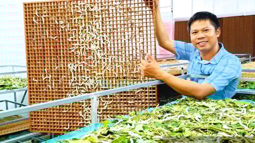 Ở một nơi của Hà Tĩnh dân nuôi con gì trong phòng lạnh mà thu nhập tăng gấp 3 lần so với trước?