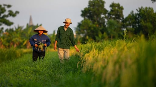Anh nông dân Hải Dương sang cả Hải Phòng tìm ruộng hoang để 'cứu', sở hữu giàn máy khủng, mỗi năm thu trăm tấn lúa