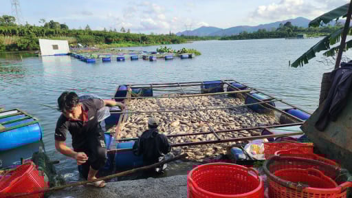 Tìm hiểu nguyên nhân khiến hơn 80 tấn cá rô phi của một nông dân Lâm Đồng chết bất thường