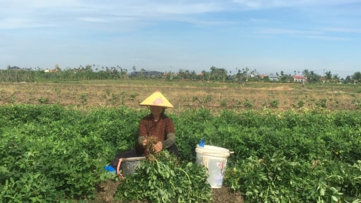 Ở Hải Phòng trồng cây tốt um ra quả gọi là củ, cứ mỗi sào nông dân lãi từ 4 – 4,5 triệu