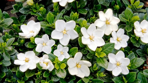 Cây cảnh lá hoa như ngọc, hương thơm say lòng người, nở hoa quanh năm, hút tài, chiêu lộc vào nhà