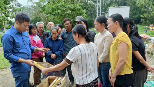 Nông dân Hà Tĩnh làm giàu thu nhập tốt nhờ nghề nuôi loài côn trùng chăm chỉ này