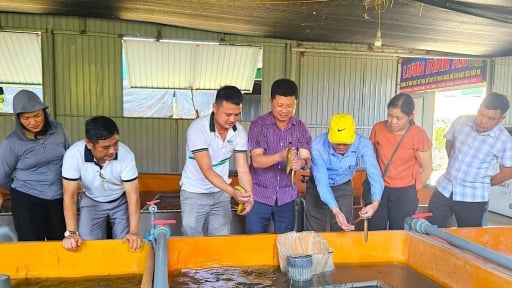 Chế độ, chính sách đối với người hoạt động không chuyên trách ở thôn, tổ dân phố khi thực hiện tinh giản biên chế theo quy định mới nhất từ tháng 6/2025