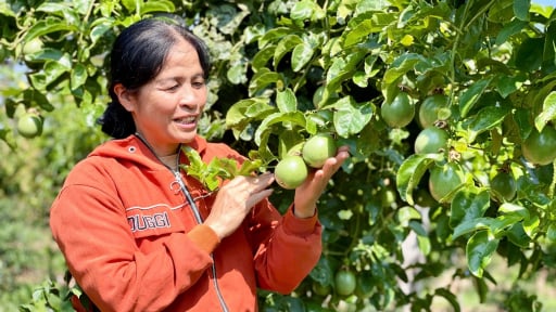 Từ Thái Bình, Cao Bằng vào lập nghiệp, những người dân này đã góp phần giúp một xã của Gia Lai giàu lên