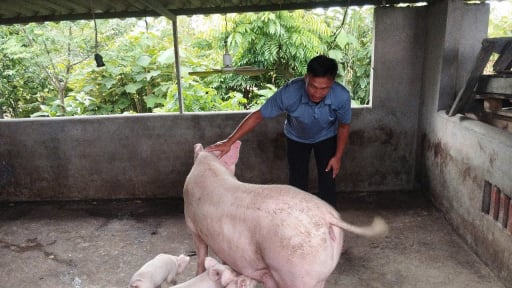 Một anh nông dân Quảng Ninh nuôi lợn nái sinh sản mát tay, cả làng học theo