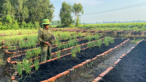 Trồng hành kiểu lạ ra cây hành sạch, cả làng Tây Ninh phục lăn một ông nông dân