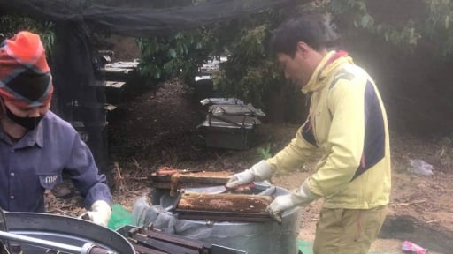 Nuôi ong đá hái ra tiền ở Lào Cai 
