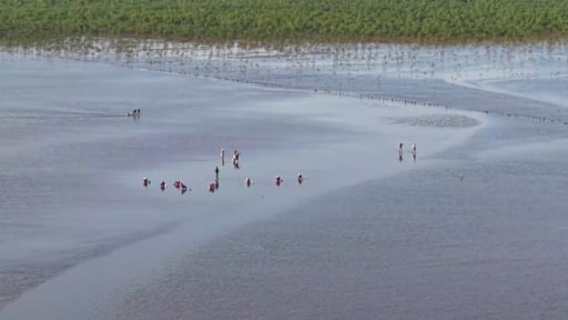 Trồng rừng ven biển: Hướng đi kép trong giảm nghèo và chống biến đổi khí hậu ở Thái Bình