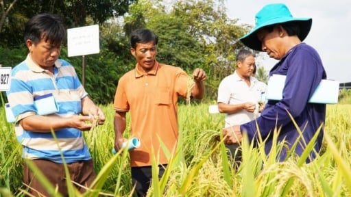Cử tri kiến nghị về giải pháp ứng phó với biến đổi khí hậu, Bộ Nông nghiệp và Môi trường công bố loạt giống cây trồng chịu hạn, chịu mặn mới