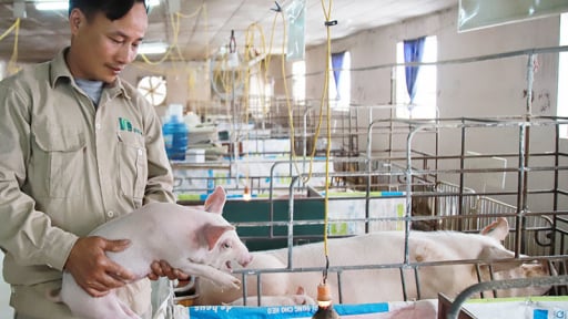 Tiêm phòng vaccine Dịch tả lợn châu Phi cho đàn lợn: Người chăn nuôi cần được tư vấn sát thực tế