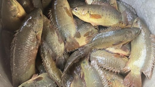 'Đánh liều' đào ruộng trũng thành ao nuôi thứ cá đặc sản đồng quê, một nông dân Thái Bình bất ngờ trúng lớn