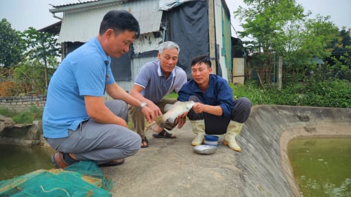Nuôi loài cá săn mồi ở Nghệ An, con nào cũng to bự, bán giá tốt, có từng nào thương lái cân hết