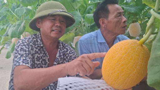  Mãn nhãn với cánh đồng nhà màng trồng toàn giống dưa mới nhập ngoại ở Hải Dương