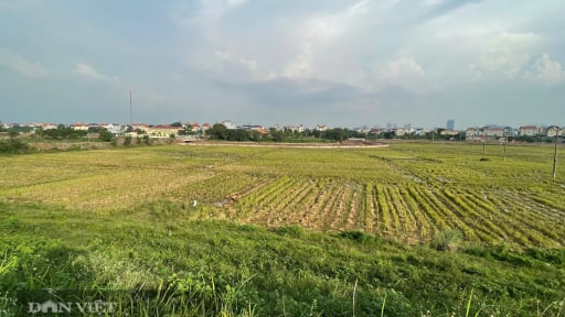 Đất nông nghiệp không sử dụng: Những trường hợp bị thu hồi theo luật mới?
