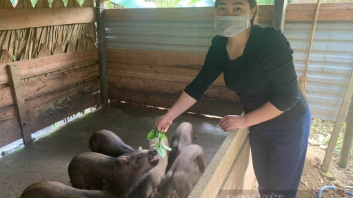 Phát triển nông nghiệp bền vững ở Quảng Bình: Động lực giúp giảm nghèo ở vùng sâu, vùng xa