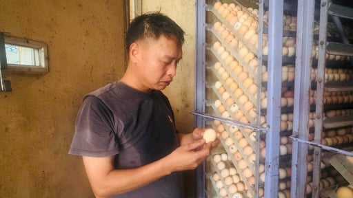 Đang làm cho Lilama, anh giám đốc Hải Dương bỏ về quê khởi nghiệp nuôi toàn gà Hồ, gà chọi giống, thu hàng tỷ đồng