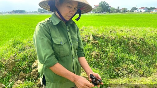 Con vật quái ác chỉ thích ăn lúa non, nông dân Hà Tĩnh dùng đủ cách diệt trừ mà vẫn không xuể 