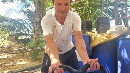 Rõ khổ, cá đặc sản to bự dân Quảng Bình nuôi sao vẫn 'chết đuối' dưới nước?