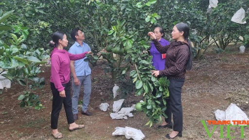 Ngân hàng CSXH tiếp vốn, nông dân huyện miền núi Sơn La thoát nghèo, tích cực xây dựng nông thôn mới