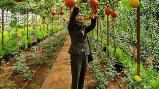 Nông thôn mới Lâm Đồng: Phát triển chuỗi liên kết giá trị là giải pháp trọng tâm