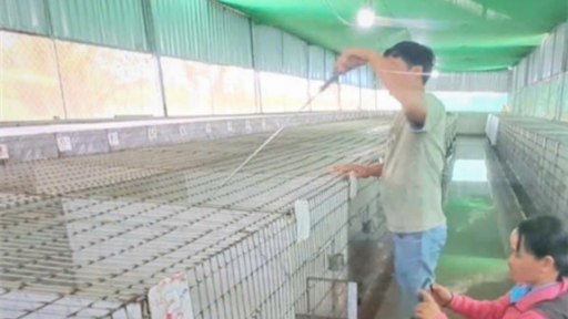 Giờ sáp nhập Cần Thơ cận kề, Hậu Giang có mô hình nuôi con động vật hoang dã, cứ bán 7,5 triệu/cặp